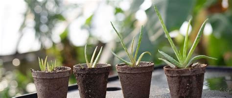 好養的室外植物|陽台植物佈置守則｜5個植栽陽台的佈置小撇步，還有4 